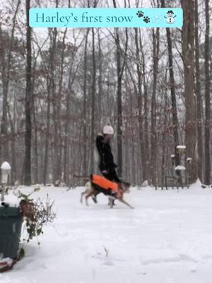 bella loved the snow so happy that harley does #fyp #snow #dogsinsnow #firstsnow #alltowell #irememberthefirstfallofsnow #foryoupage #foryou #snowday #snowstorm #newjersey  