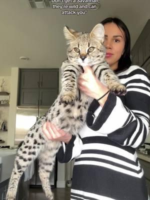 #savannahcat #savannahkitten #kitten #f1savannah #catsoftiktok #cattok #foryou #fyp 