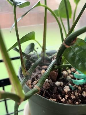 More gnat control for you. #spider #plants #natureshelpinghands #houseplants #gnats #garden 