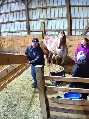 Back to the wide open pen again 🥰 #Ember #barnfind #horses #Embertalks 