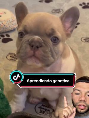 Aprendiendo genética 🧬. #greenscreenvideo #akabull #akabulls #frenchbulldog #frenchie #bulldog #dog #mascotas #viralvideo #fyp #paratiiiiiiiiiiiiiiiiiiiiiiiiiiiiiii 