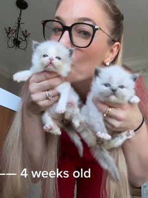 🐱 Watch my 8 Ragdoll Kittens Grow!!! 👇 #Ragdollkittens 👩‍⚕️ When a mom cat has a large litter in the wild only a few will survive. Priscilla had the biggest litter we have ever experienced with 8 ragdoll kittens. A normal ragdoll litter size is 2-4 kittens.  🐱 🍼 Day 1-20 I syringe fed the kittens KMR milk 3x a day to help supplement them. The mom cat cannot make enough milk to support the proper amount of milk for all 8 kittens to grow at a healthy rate.  🧼 🐱 When the kittens started to be weaned onto wet kitten food the mom cat will stop cleaning them. (Stop eating their poop and pee when they taste the kittens are eating food).  This creates messy kittens.  Daily butt baths or full baths to keep them clean are necessary in big litters where the mom cannot keep up.  🥹🧼💕 This takes serious Time ⏰ and loving efforts to make sure all kittens are bathed and dried to stay healthy.  💉 👩‍⚕️ At 6 weeks the kittens receive their first Feline Distemper combo vaccine.  Once the kittens are learning to use the litter box on their own and eating kibble at 6.5-9 weeks they will no longer needs so many baths and start to become more mature to get ready to leave for their new homes.  ~ All of the kittens in this video have left to loving homes. 🏡  • #ragdollcat #ragdollcatsoftiktok #cats #kittens #ragdoll #cat #catlovers #babyanimals #animals #pets #toocute #kittengrowing #socute #babykitten #kittensoftiktok #catsoftiktok #veterinarian 