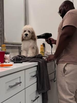 He's relaxed at the spa and don't you dare tell him otherwise. Serotonin boost featuring my relaxed 7 month old puppy getting groomed at home by my husband #cockapoo 