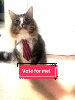 Please vote for Vinny!! https://americasfavpet.com/2025/vinny-ca66 #fyp #moderncat #catsoftiktok 