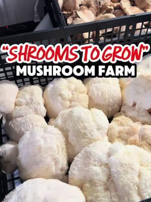 I met with the owner of @shroomstogrow Mrs.Beth Gayden aka “The Shroom Queen” for a 3 part “Mushroom Farming” series where she’ll be showing us the step by step process of growing & harvesting all different varieties of mushrooms 🍄  Shes been growing mushrooms since 2013  She grows over 8 different kinds of mushrooms like Lions mane, Shiitake, King trumpet, Hen of the woods & more!  Shes located at the “Midtown Farmers Market” in North Hills (10-12pm) weekends 🗓️  #casinocrisis #neighborhoodhero #casinothehero #mushroomfarm #harvestingmushrooms #howtogrowmushrooms #themushroomlady #lionsmanemushroom #shiitakemushrooms