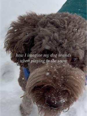 so precious 🥹🥹 #fyp #foryou #foryoupage #Lifestyle #lifestylecontent #relateable #relatablecontent #dog #snow #blizzard #snowday #dogplayinginsnow 