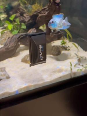 Sometimes the cichlids don’t enjoy the Flipper Float as much as I do 😂… when the electric blue acara were breeding, the parents would attack the Flipper if it got too close #aquariums #aquarium #fishtank #fishtanks #fishtok #fishtoks @Flipper Aquarium Products 