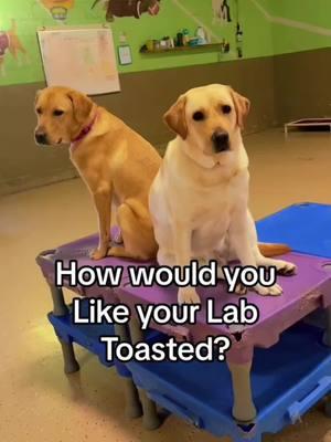 What’s your preference ? #dogbreeds #labrador #labradorretriever #dogsoftiktok #tiktokdogs #labsoftiktok #doggydaycare #dogdaycare 