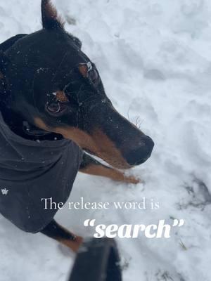 My favorite playtime game #doberman #snowday #search #training #DogTraining #frisbee #playtime #doggames 