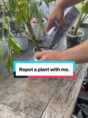 Some plants are fine with stripping down to bare root, I find most aroids want to keep their root system in a repot.  They appear to not skip a beat and say thank you! Instead of any “acclimation” situations.  Happy planting plant peeps! 💚 #patricksplants #repot #houseplants #plants