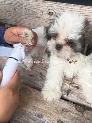 He is teething and being very dramatic 🙄🐾🐶  #shihtzu #firsthaircut #groomingdog #nailfile #puppytiktok #musthaves #TikTokShop #petygo #petgrooming #pettrimmer #nailpolishing #3in1 #f #fyp 