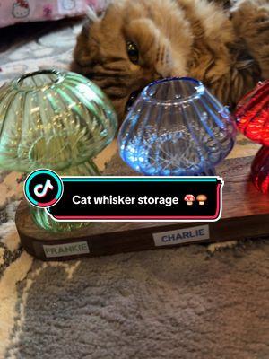 Mushroom planters used for kitty whisker storage 🍄🍄‍🟫 #mushroomplanter #kittywhisker #catwhiskers #cats #tiktokmademebuyit #newyearnewaura #plantpropagation 