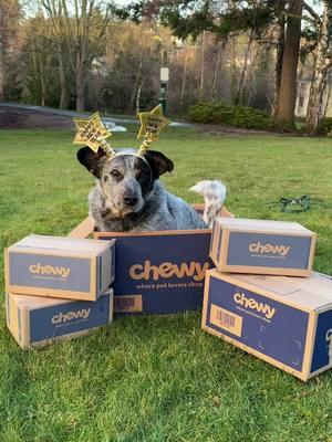 Despite all the moving around and travel @Chewy Pharmacy has been a constant! #ad  It was scary to need to see the vet away from home and not have our familiar pharmacies. Having everything online makes it super simple. We’re happy to have their support into the new year!  We’re excited for our new adventures in the Bay Area and hope we see some of you out and about! #chewypharmacy #dogsofinstagram #bayarea #australiancattledog