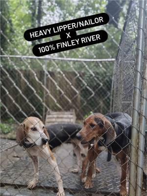 Walker pups#walkercoonhound #coondog #