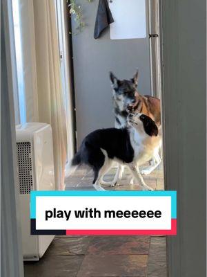 this is not a montage this is all happening at once #bordercollie #puppiesoftiktok #germanshepherd #olddog #puppyplaytime #dogdad 