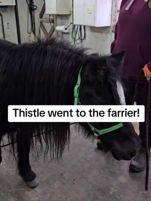 #minihorse #miniaturehorse #thistlebeeminis #thistlebeeminiatures #pony #thistle 