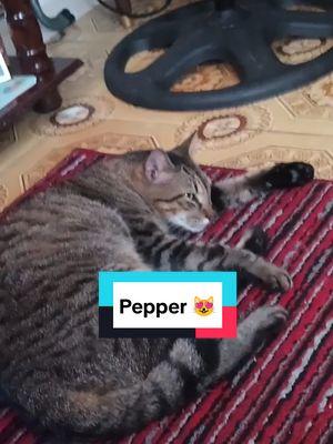 #denoche #catsoftiktok #cat #cats #gatos #pepper 