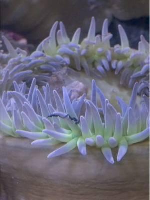 Anemone: fun to say, even more fun to eye upon! 😍 #audubonaquarium #anemone #aquarium #seaanemone 