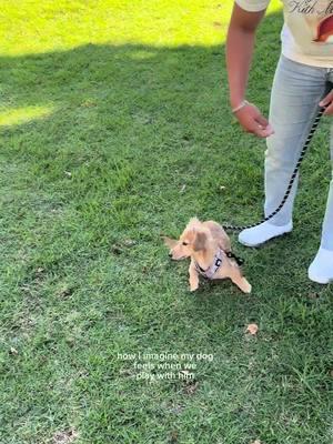 The happiest boy 🥺🐾🦴 #minidachshund #dachshund #minidoxie #dachshundoftheday #puppyoftheday #puppy #minidachshundpuppy #longhaireddachshund # #dachshundsofinstagram #miniaturedachshund #dachshundpuppy #dachshundlife #dachshundsonly #dachshundofinstagram #dachshundsunited #dachshunddaily #instapuppy #puppygram #puppylife #cutepuppy #puppydog #puppylove #dachshundappreciation #dachshunds #dachshundlove