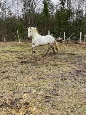 #CapCut #kennedysbraveheart #aqhaproud #horsesoftiktok 