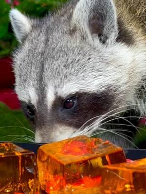 The raccoon is eating Jell-O #raccoon #eating #babyraccoon #raccoonsoftiktok #raccoonlife #asmr #jello #jelly #theraccoonvillage #fyp @The Raccoon Village @The Raccoon Village @The Raccoon Village 