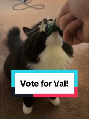 As the world's first cat-dog hybrid, I think Valentino deserves to win #americasfavoritepet! Please vote! ##catsoftiktok##dogsoftiktok##catlovers##cutekitty##funnycat##funnydog##smartcat##favorite##PetsOfTikTok##tuxedocat##dogcat##catdog##vote##doglovers