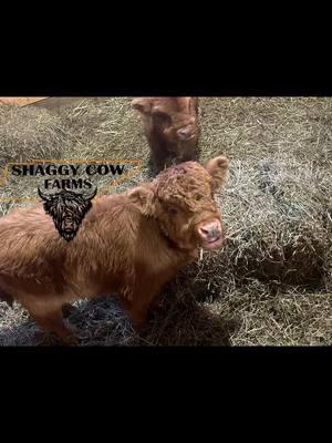 Make sure you are following us! #shaggycowfarms #tennessee #scottishhighlands #fluffycow #fluffycow #minicows #ValentinesDay #miniaturecows #cows #farm #agriculture #followme #share 