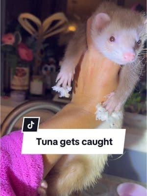 Hurricane Helene drafts #tuna#tunahaul#ferret#ferretsoftiktok#ferrettok#pets#fyp#foryou#foryoupage#animaltok#dogtok#cattok#babytok#toddler#momtok#momlife#dogsoftiktok#funnyanimals#funnypets#animalvoiceovers#voiceover#southerngirl#PetsOfTikTok#zoo#Home#house#clothes#wildlife#wildliferehab#georgia#southgeorgia #baby#toddler#momhack 