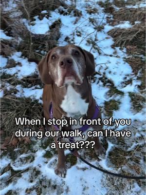 Chocolate demands a treat ASAP! 🫡 He will at least sit for one!! #centrecountypaws #adopt #foryou #fyp #adoptdontshop #adoptme #adoptdogs #shelterdog #respectshelterdogs #dogsoftiktok #adorabledogs #adorabledog 