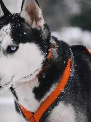 draco and link (father and son). took a photo shoot of the dogs editing the pics rn 🌨️ #husky #huskysoftiktok #sibirianhusky #blackandwhitehusky #huskymix #shepsky #gsdmix #germanshepherdmix #sableshepsky #snow #fyp #fup #foryoupage #fypage #vidography #vidographer 