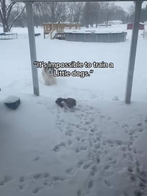 If you don’t train your small dog that’s fine but don’t say it can’t be done. #smalldog #littledog #shihtzu #greatpyrenees #mutts #rat #training 