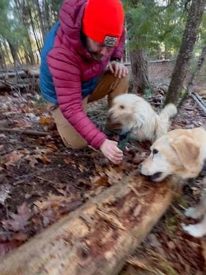 Things are moving fast, considering they just met ⚡️Keep being you, Bingo. @FredTheAfghan #metabolism #dogsofmaine #stelladestroysstuff #dogsoftiktok #dogtok #labrador #dognamedstella 