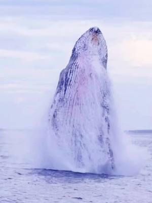 Whales jump out of water #whales #ocean #sea #beach #fish #wave #jumpout #dolphin #giant #whale 