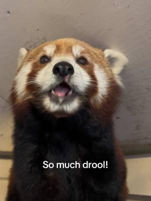 Happy Red Panda Monday! I miss hanging with my buddy Zhu @trevorzoomillbrook ! I really need to get back there, as it’s the only high school in the country with an AZA-accredited zoo! #fyp #fypage #redpanda #redpandas #redpandasofinstagram  #conservation #animals #panda #pandas #pandasofinstagram #lesserpanda #lesserpandas #butnotreallylesser #originalpanda #wildlifephotography #zoo #zoos #zoopics #animals #animalpics #zoophotography #animalphotography #red #redpandanation #redpandalove