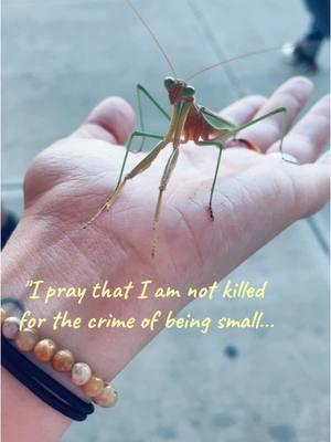 Just a reminder to love the unloved🕷️🪲🐝🐛🪱🐁🐍🦇  #bug #insects #creature #crimeofbeingsmall #beagoodhuman #bugslife #spider #centipede #prayingmantis #bee 