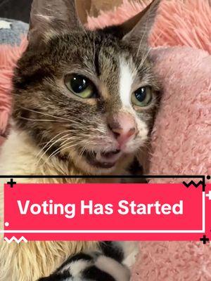 Americas Favorite Pet has started and the champion is back for Year 2. Go vote for Ysera if u can please and lets have some fun #ysera #yseratok #kitten #cute #specialcat #catsoftiktok #kitty #goodmorningysera #catsofinstagram #catsoffacebook #ndd #neurodegenerativedisease #yserasarmy #afp #americasfavoritepet #americasfavoritepet2025 