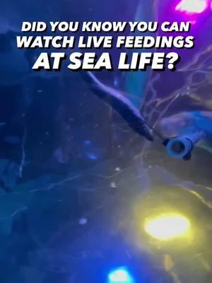 🐠🌊 Ready to take the plunge into an ocean of excitement? 🤩 Grapevine’s SEA LIFE is the place to be every Tuesday, Thursday, and Saturday at 1:00 PM for a live feeding experience that’s nothing short of magical! ✨ We had front-row seats (okay, maybe more like “underwater” seats) to watch the incredible team feed some of the ocean’s coolest residents. 🦑🦈 Fedora, the white-spotted guitar fish, totally stole the show as she enjoyed her meal in the stunning 360-degree tunnel. 🎸🐟 Seeing it all happen up close was fin-tastic! And the best part? We got a sneak peek behind the scenes with Nick and his amazing team. From preparing meals to ensuring every sea creature gets their favorites, it’s a true act of love and care. ❤️🐟 Plan your visit and dive into this one-of-a-kind feeding frenzy! 🌊 SEA LIFE is right inside Grapevine Mills Mall, across from LEGOLAND Discovery Center. You won’t want to miss it! 🌟 #SEALIFE #OceanMagic #FeedingTime #GrapevineAdventures 