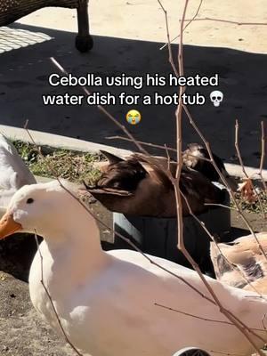 It’s hard out here for him 😤 #cebolla #ducks #duckmom #khakicampbell 