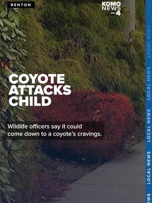 A 5-year-old is recovering after a coyote attack in the Maplewood Heights neighborhood of Renton on Tuesday, according to the Washington Department of Fish and Wildlife (WDFW). At about 6 p.m., WDFW officers received a report of a coyote attack. Officers said the animal bit a boy in the upper body before pulling him to the ground and attempting to drag him into a greenbelt area. The boy's mother rushed at the coyote and it released the child, the WDFW said in a statement. Wildlife officials said if it wasn't for the quick action of the boy's mother, the outcome could have been much worse. 🔗 in bio for the full story. #komo #komo4 #komonews #komo4news #seattle #washington #coyote #animalattack #coyoteattack #animal #4u #fyp #foryou #foryoupage #foryourpage