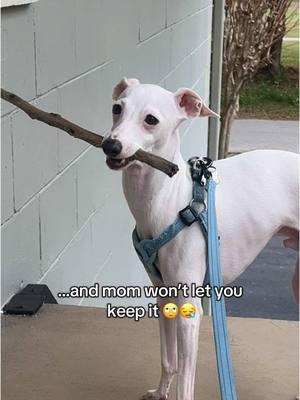 the endinggg I can’t with the drama 🤣 he’s saying “dad would have let me keep the stick” #italiangreyhound #iggiesoftiktok 