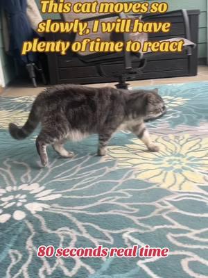 Replying to @Jerry K. #cat #catsoftiktok #madcattermeows @ShelliSitsWeirdly 