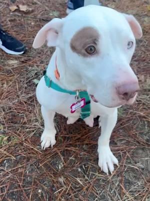 What better time of year than now to get Cozy! Cozy will keep you warm with her lap dog antics, and make you laugh being goofy with other dogs. Learn more about Cozy: https://loom.ly/LfzRY6o #sgadoptme #savinggracenc #dogsofnc #rescueismyfavoritebreed