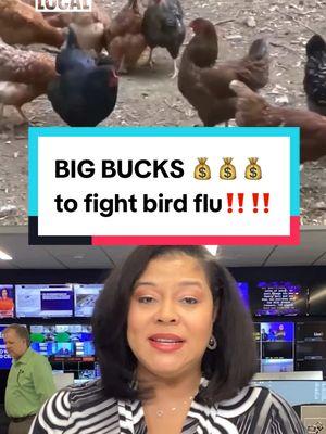 The U.S. spends big bucks to flight #birdflu 🏥‼️🚨, Canadian prime minister #justintrudeau announces his resignation 🇨🇦 🍁, and #jetblueairlines gets slapped with a fine ✈️🛫💰#newsupdate #foxlocal #fox6news 