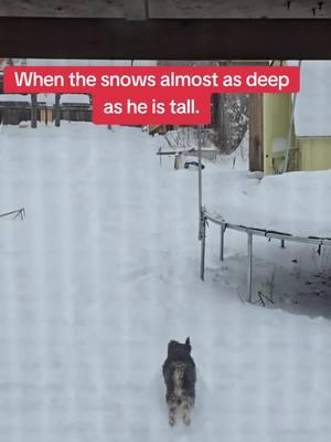 #snowday #ohio #snowfall #schnauzer #schnauzersoftiktok #deepsnowshortdog #fyp #foryoupage #fuckthisshit 