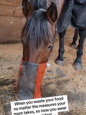 Oakey #funny #horsesoftiktok #trending #viral #younghorse #messyeater #wasteful #ungrateful 