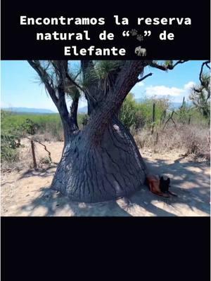 Tiene forma de pata de elefante y es sin duda una de las plantas más longebas del mundo créditos a ‘Soy nativo🎥 y más de #arboles #plants #patadeelefante🌱 #facts #desierto #norte #usa🇺🇸 #information #historia #fyp #fypage 