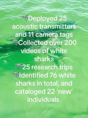 Highlights of the 2024 shark research season off Cape Cod working in collaboration with Dr. Greg Skomal of the Massachusetts Division of Marine Fisheries! Read more through the link in our bio! #sharkscience #greatwhiteshark #sharkresearch #capecod #massachusetts 