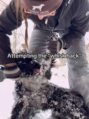 Attempted the whisk hack to get snowballs off. My arms are tired and there are still a ton left, maybe I did it wrong 😅 6/10 #spaniel #englishcockerspaniel #dogs