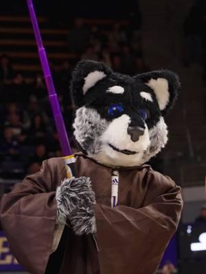 The Force is strong with @harrythehusky #GoHuskies #starwars #starwarstiktok #collegemascot 