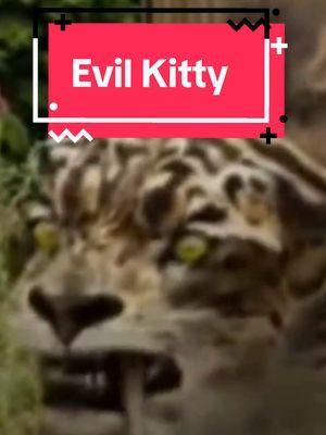 Evil Kitty #fyp #foryoupage #foryoupage #xyzbca #funny #meme #memes #kitty #cat #catsoftiktok #bigcat #cats #sabertooth 